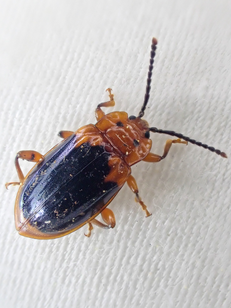 Black-backed Handsome Fungus Beetle