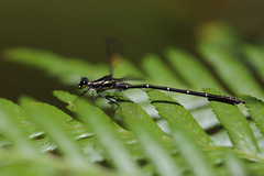 Austroargiolestes isabellae