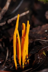 Clavulinopsis amoena