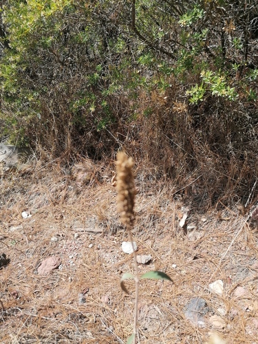 Salvia lavanduloides