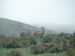Odocoileus virginianus ustus