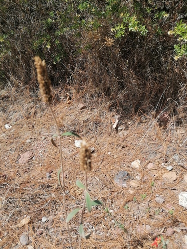 Salvia lavanduloides