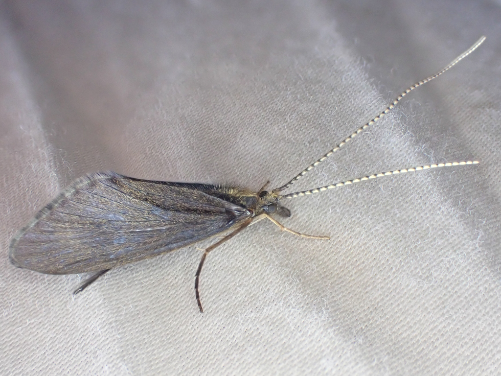 Heteroplectron californicum