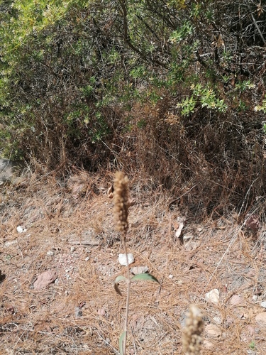 Salvia lavanduloides