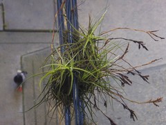 Tillandsia streptocarpa