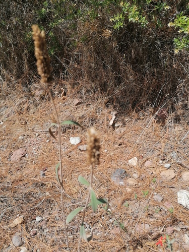 Salvia lavanduloides