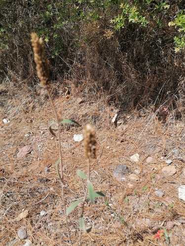 Salvia lavanduloides