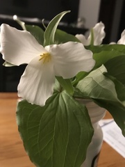Trillium grandiflorum