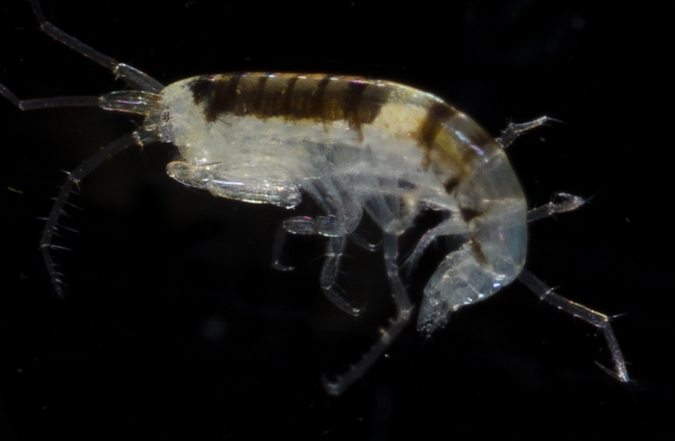 Aoroides columbiae