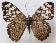 Hamadryas feronia farinulenta