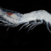 Pacific Glass Shrimp - Photo (c) smithsonian_marinegeo, some rights reserved (CC BY-NC-SA), uploaded by smithsonian_marinegeo