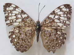 Hamadryas feronia farinulenta