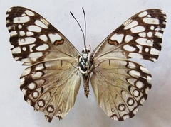 Hamadryas feronia farinulenta