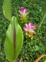 Curcuma longa
