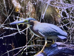 Butorides virescens image