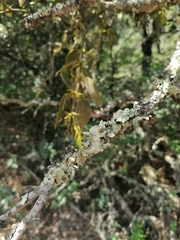 Flavopunctelia praesignis