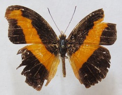 Catonephele mexicana