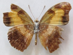 Catonephele mexicana