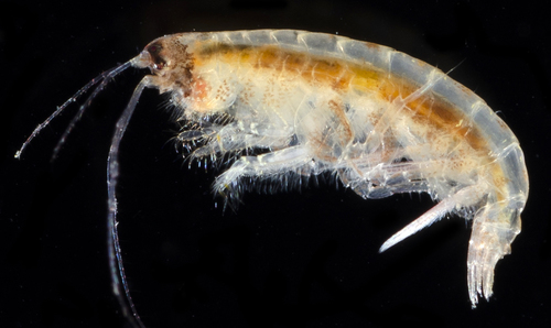 Byblis millsi · iNaturalist