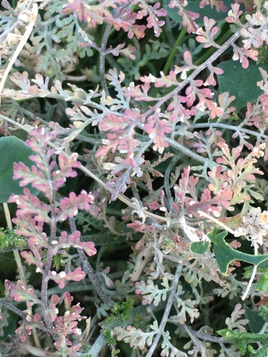 Western tansymustard (Descurainia pinnata)