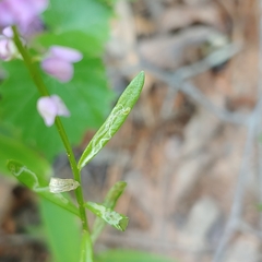 Liriomyza polygalivora