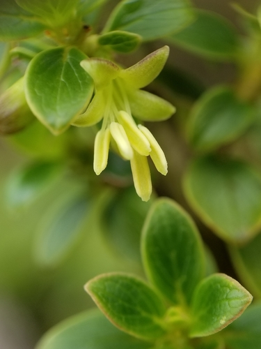 Coprosma elliptica observed 2021-05-12