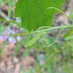 Liriomyza polygalivora