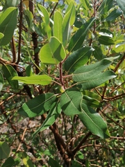 Arbutus tessellata