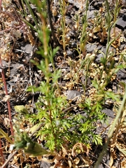Apiastrum angustifolium