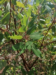 Arbutus tessellata