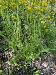 Packera millefolium