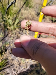 Apiastrum angustifolium
