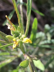 Sisymbrium orientale