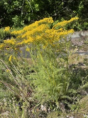 Packera millefolium