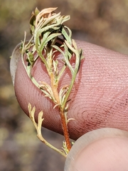 Apiastrum angustifolium