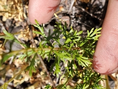 Apiastrum angustifolium