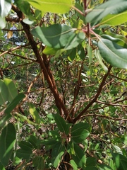 Arbutus tessellata