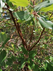 Arbutus tessellata