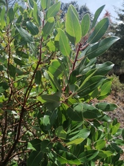 Arbutus tessellata