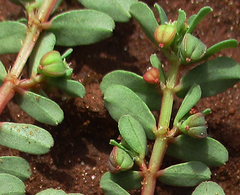 Euphorbia inaequilatera image