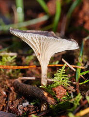 Trogia straminea