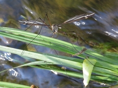 Tipula noveboracensis