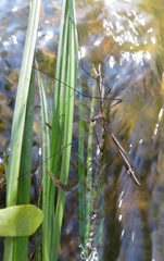 Tipula noveboracensis