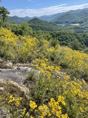 Packera millefolium