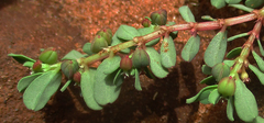 Euphorbia inaequilatera image