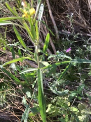 Sisymbrium orientale