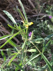 Sisymbrium orientale