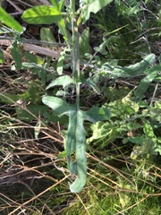 Sisymbrium orientale