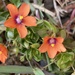 Scarlet Pimpernel - Photo no rights reserved