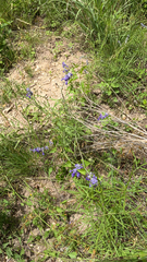 Salvia farinacea